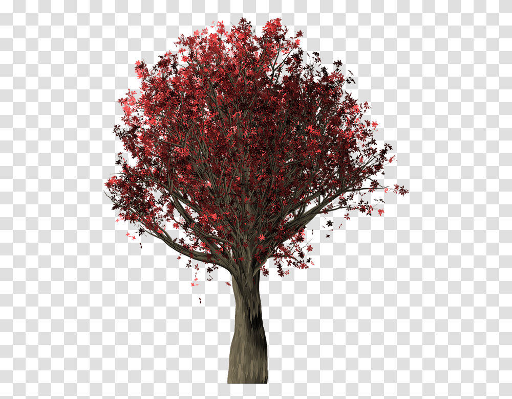 Tree Oak Free Image On Pixabay Colorful Trees, Plant, Maple, Leaf, Flower Transparent Png