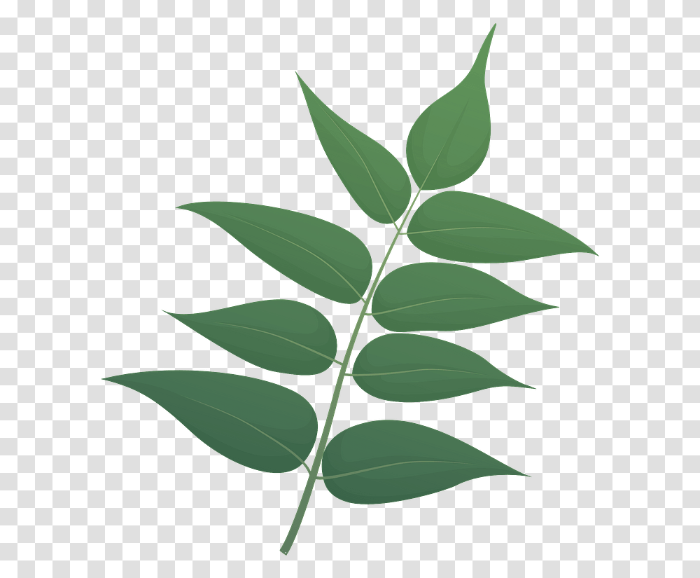 Tree Of Heaven Green Leaf Clipart Free Download Ilex Decidua, Plant, Ornament, Pattern, Graphics Transparent Png