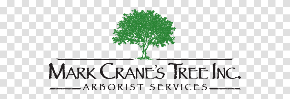 Tree Of Liberty, Plant, Oak, Sycamore, Vegetation Transparent Png