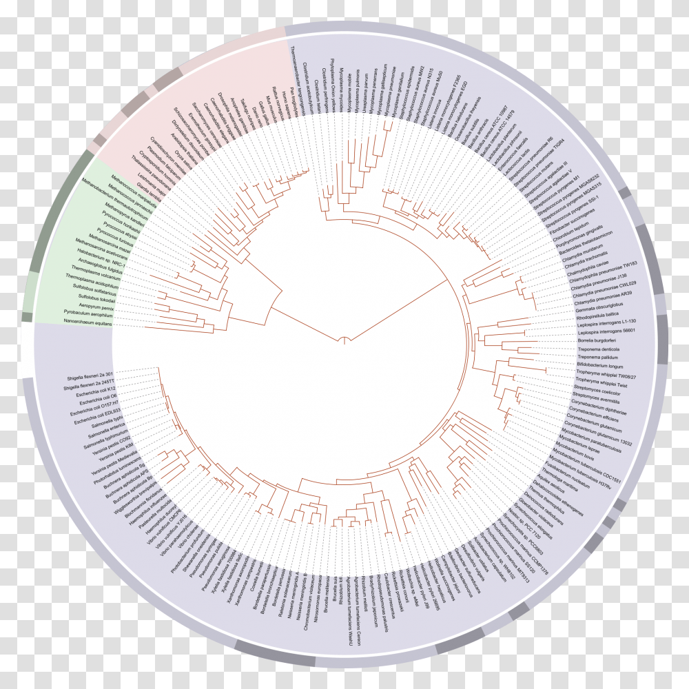 Tree Of Life Last Universal Common Ancestor Chart, Lighting, Rug, Sphere, Bowl Transparent Png
