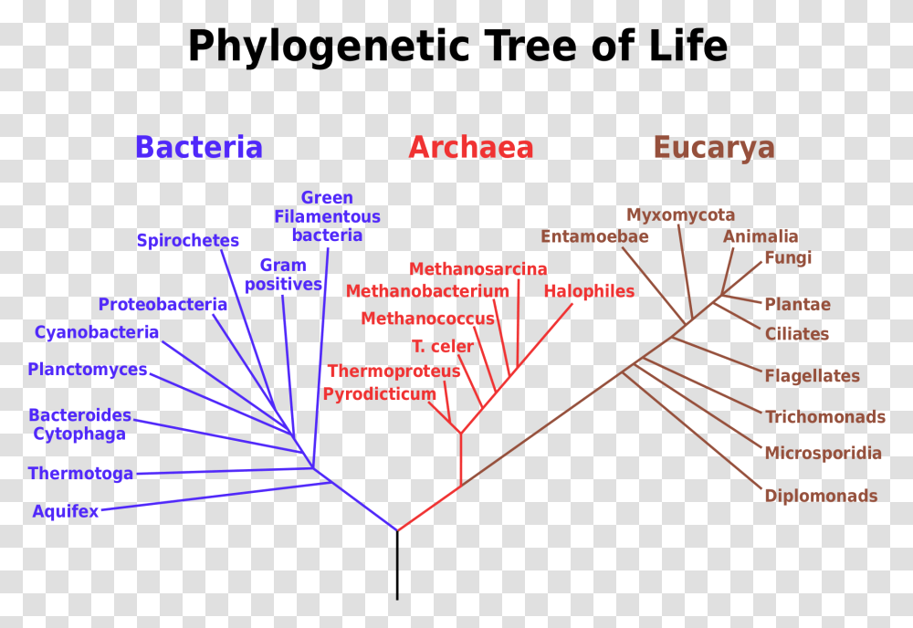 Tree Of Life Vector Phylogenetic Tree, Metropolis, Urban, Plot, Outdoors Transparent Png