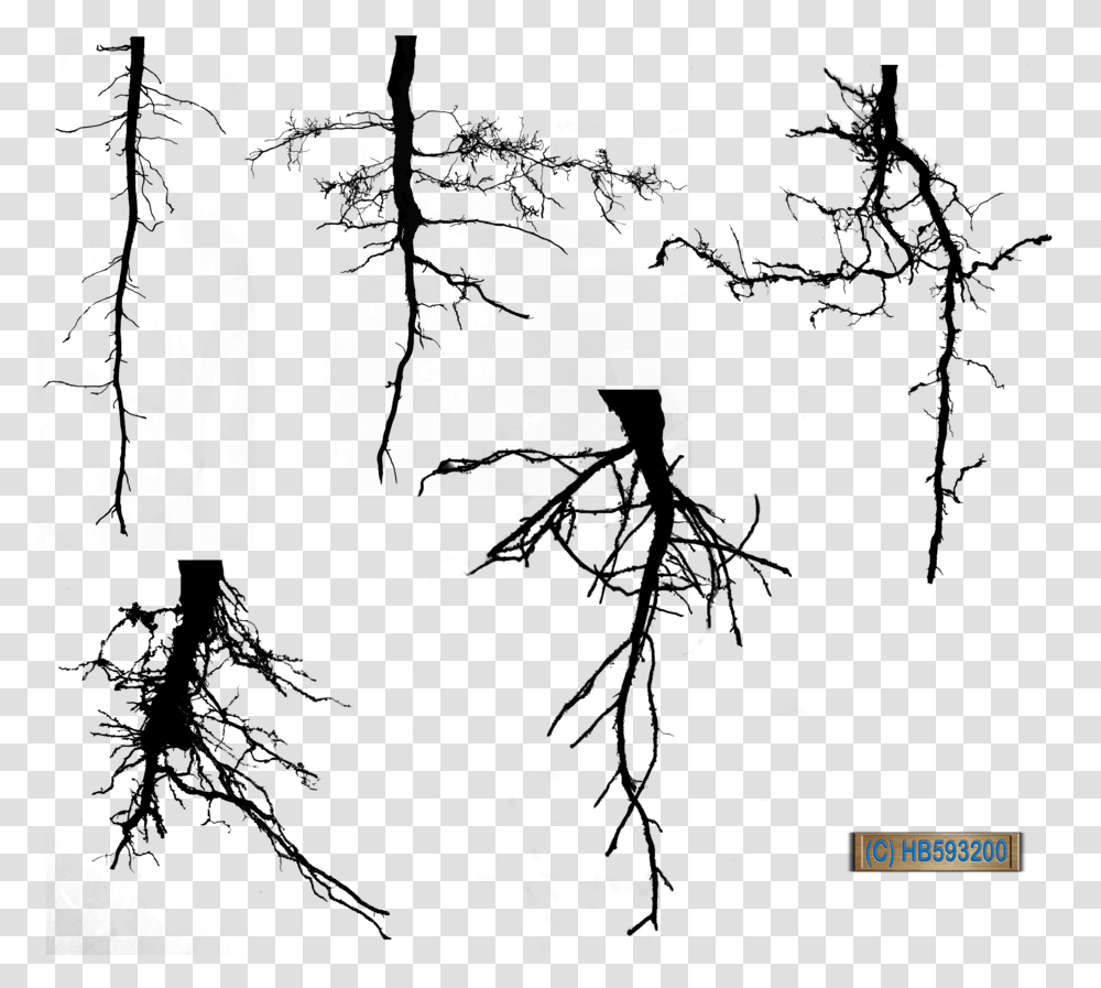 Tree Of Life With Roots Clipart Clipart, Nature, Outdoors, Night, Astronomy Transparent Png