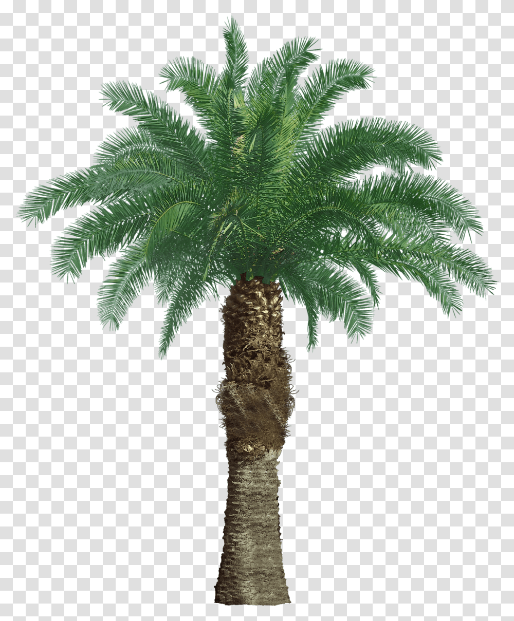 Tree Oil Palm, Plant, Palm Tree, Arecaceae Transparent Png