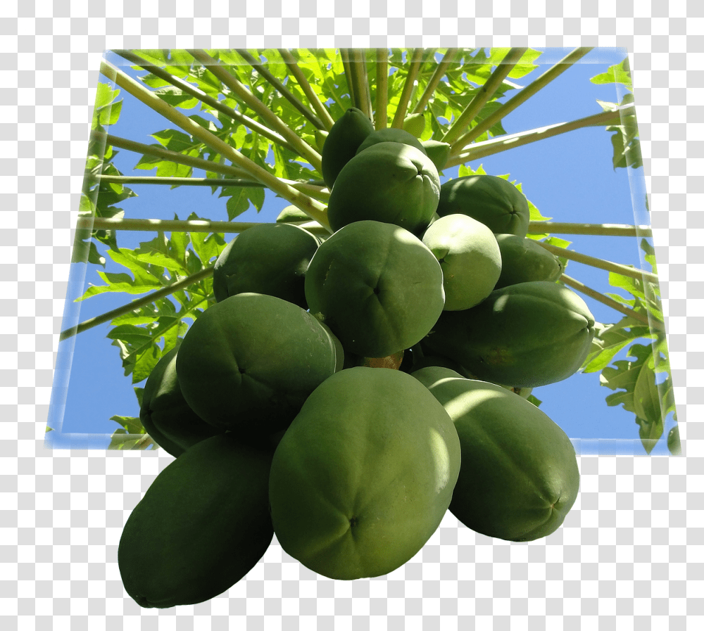 Tree Papaya, Plant, Fruit, Food Transparent Png