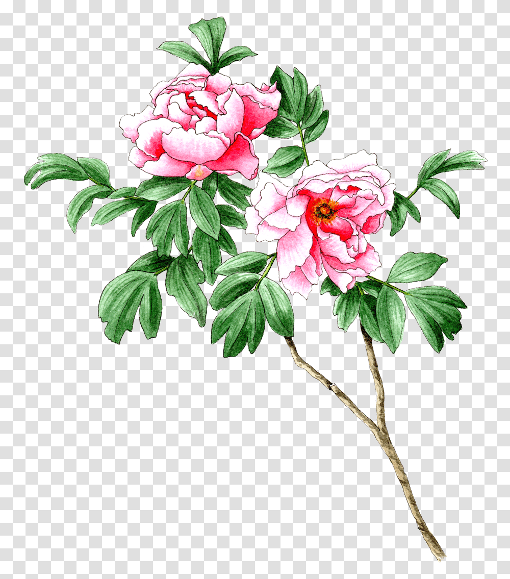 Tree Peony, Plant, Flower, Blossom, Carnation Transparent Png