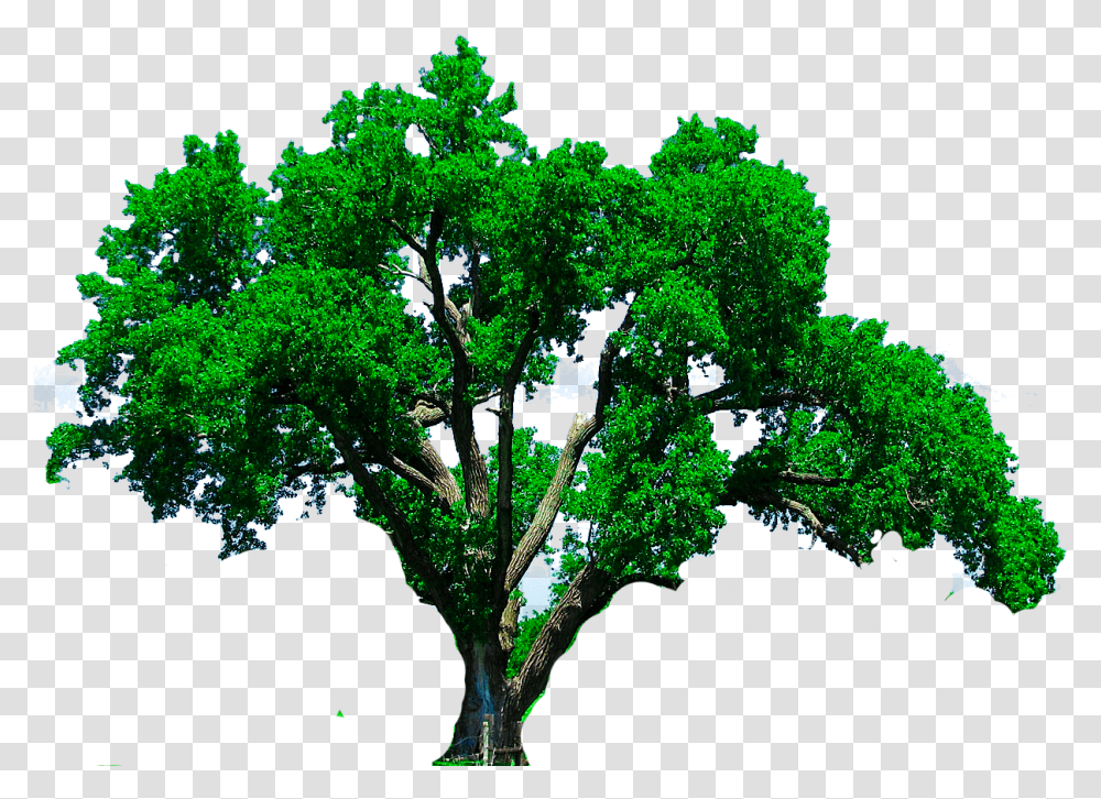 Tree Photoshop Editing Cb Edits New Background Oak Tree, Plant, Tree Trunk, Green, Potted Plant Transparent Png