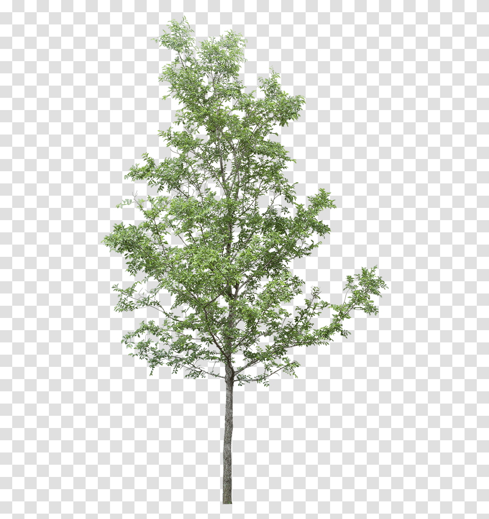 Tree Photoshop Free Download, Plant, Maple, Cross Transparent Png