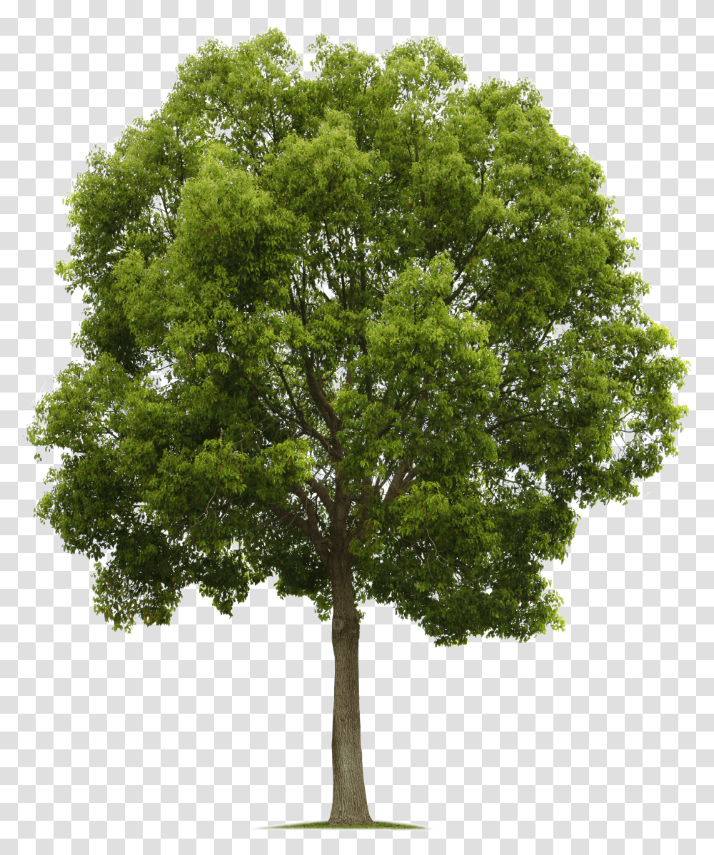 Tree Photoshop Transparent Png