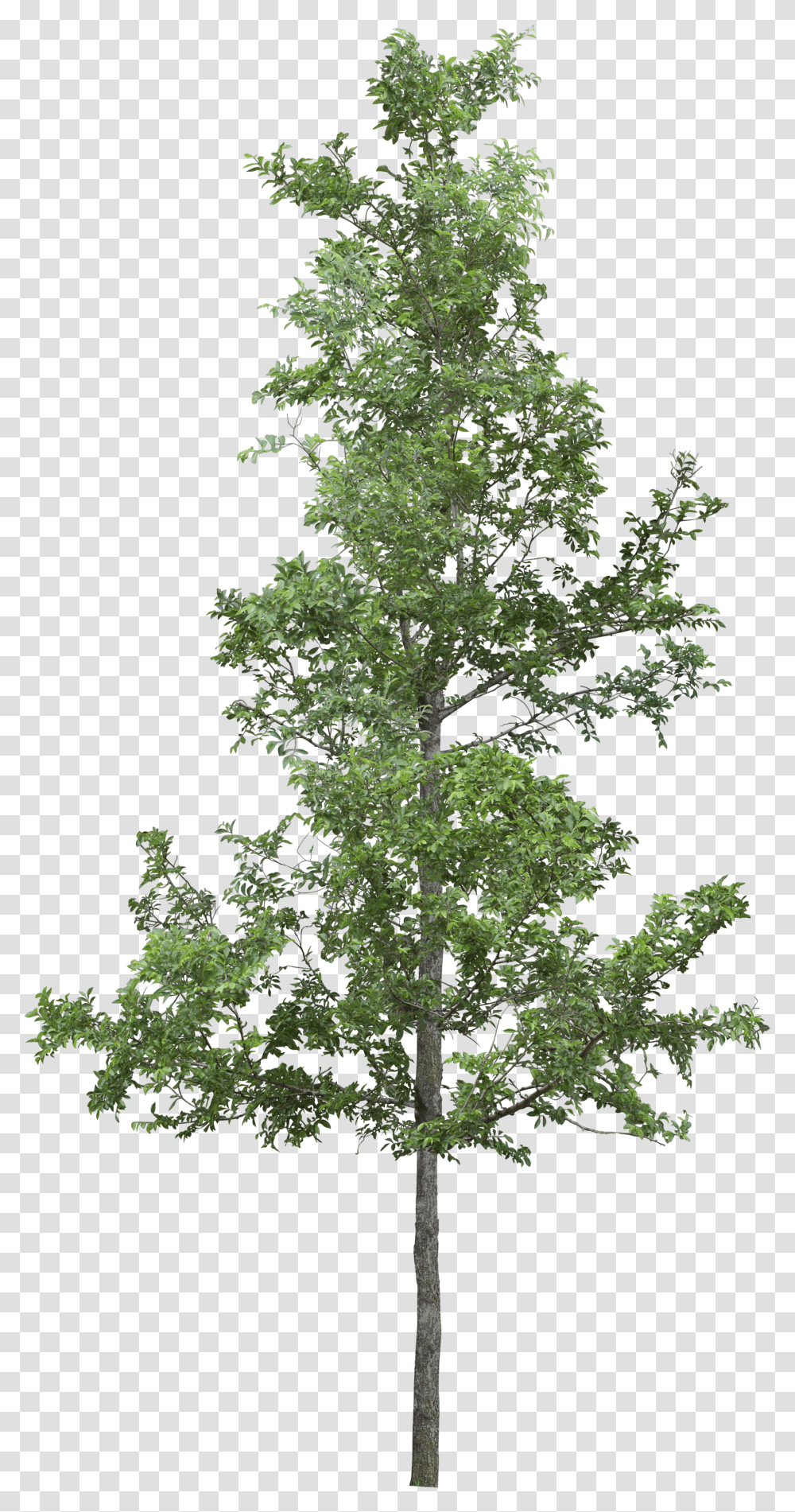 Tree Photoshop Transparent Png