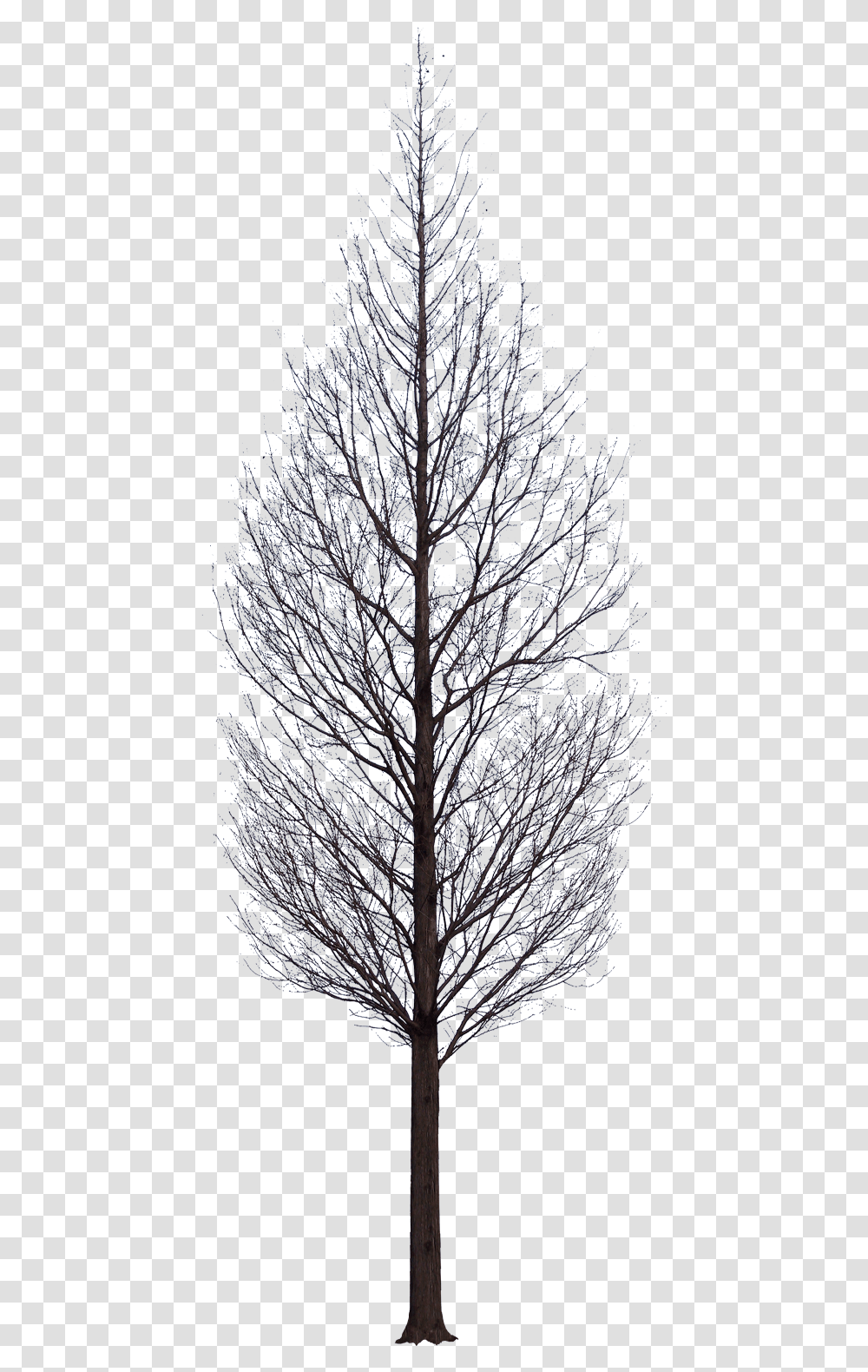 Tree Photoshop Tree Black, Plant, Nature, Ice, Outdoors Transparent Png