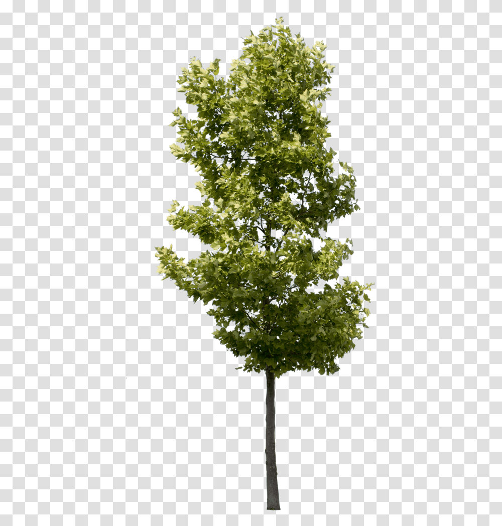 Tree Pics High Quality, Plant, Maple, Pineapple, Fruit Transparent Png
