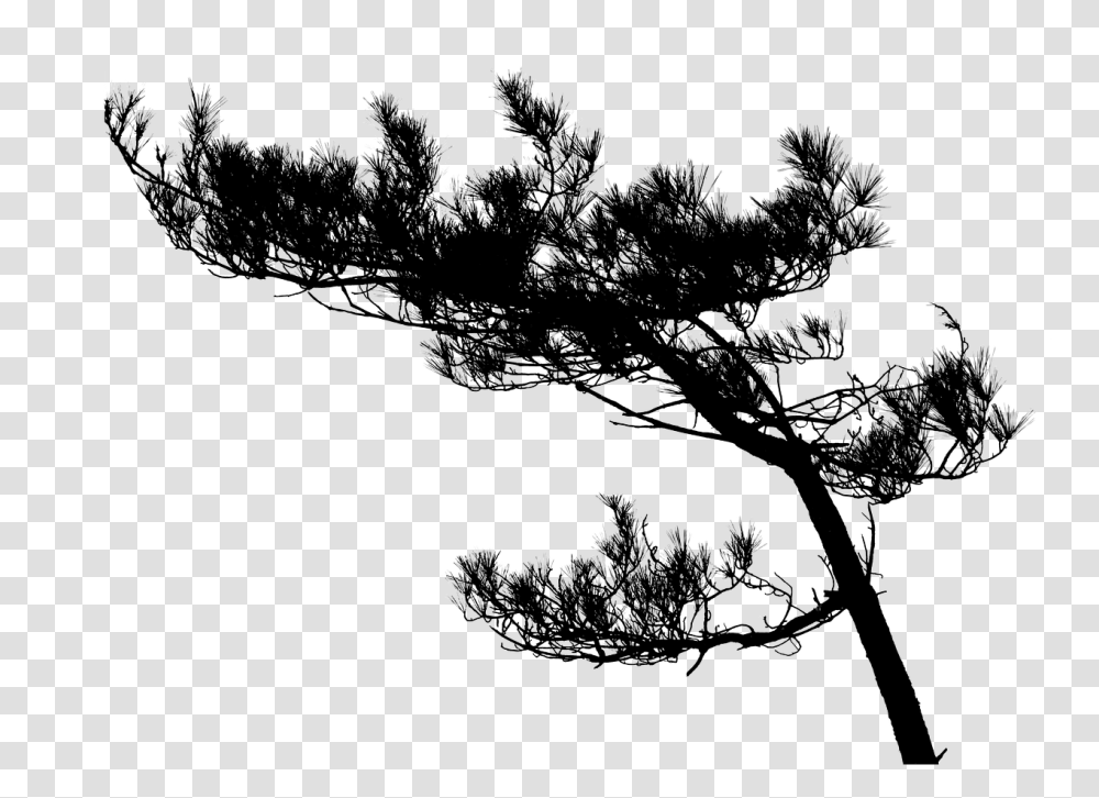 Tree Pine Silhouette Free Image On Pixabay Tree Silhouette High Res, Plant, Tree Trunk, Ice, Outdoors Transparent Png