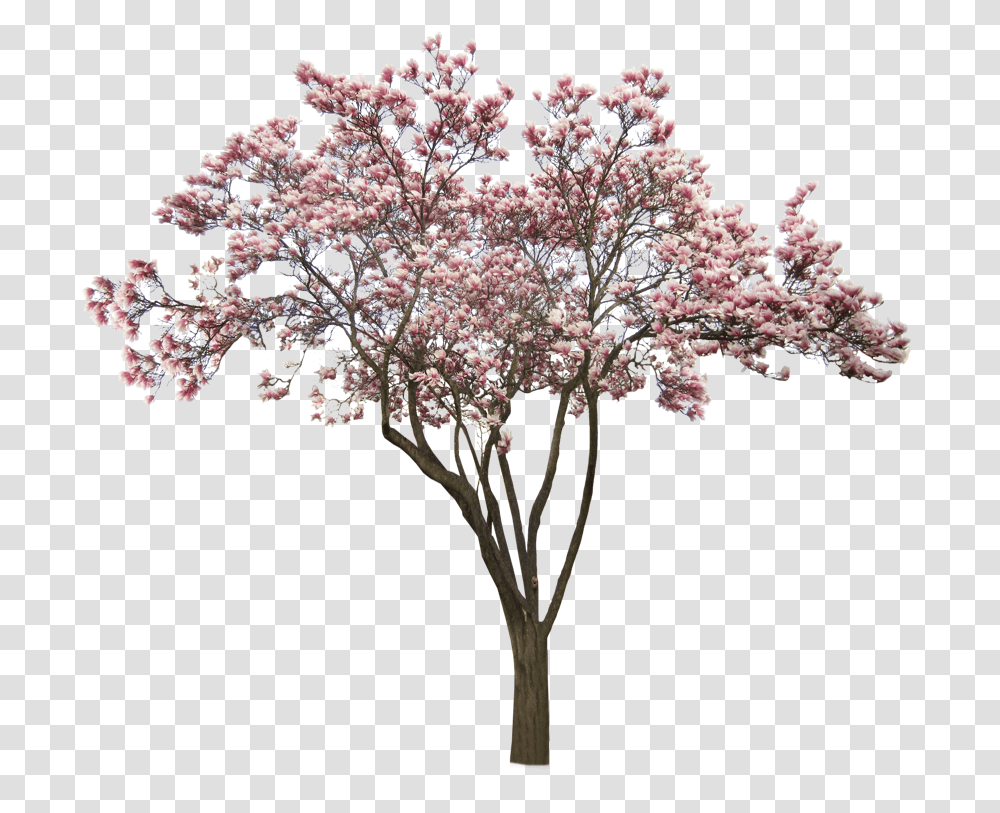 Tree Pink Pinktree Cherry Cherrytree Park Freetoedit Americanmuslim, Plant, Flower, Blossom, Cherry Blossom Transparent Png
