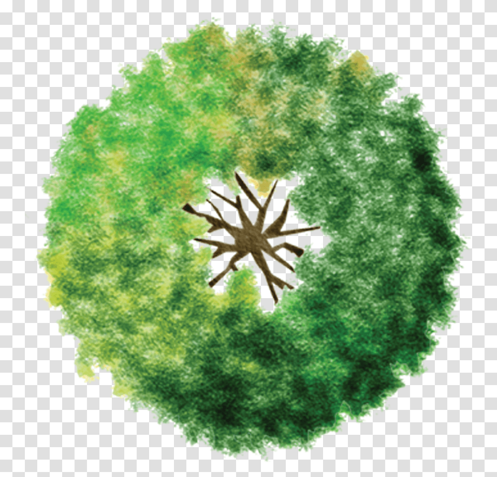 Tree Plan Drawing, Moss, Plant, Pattern, Fractal Transparent Png