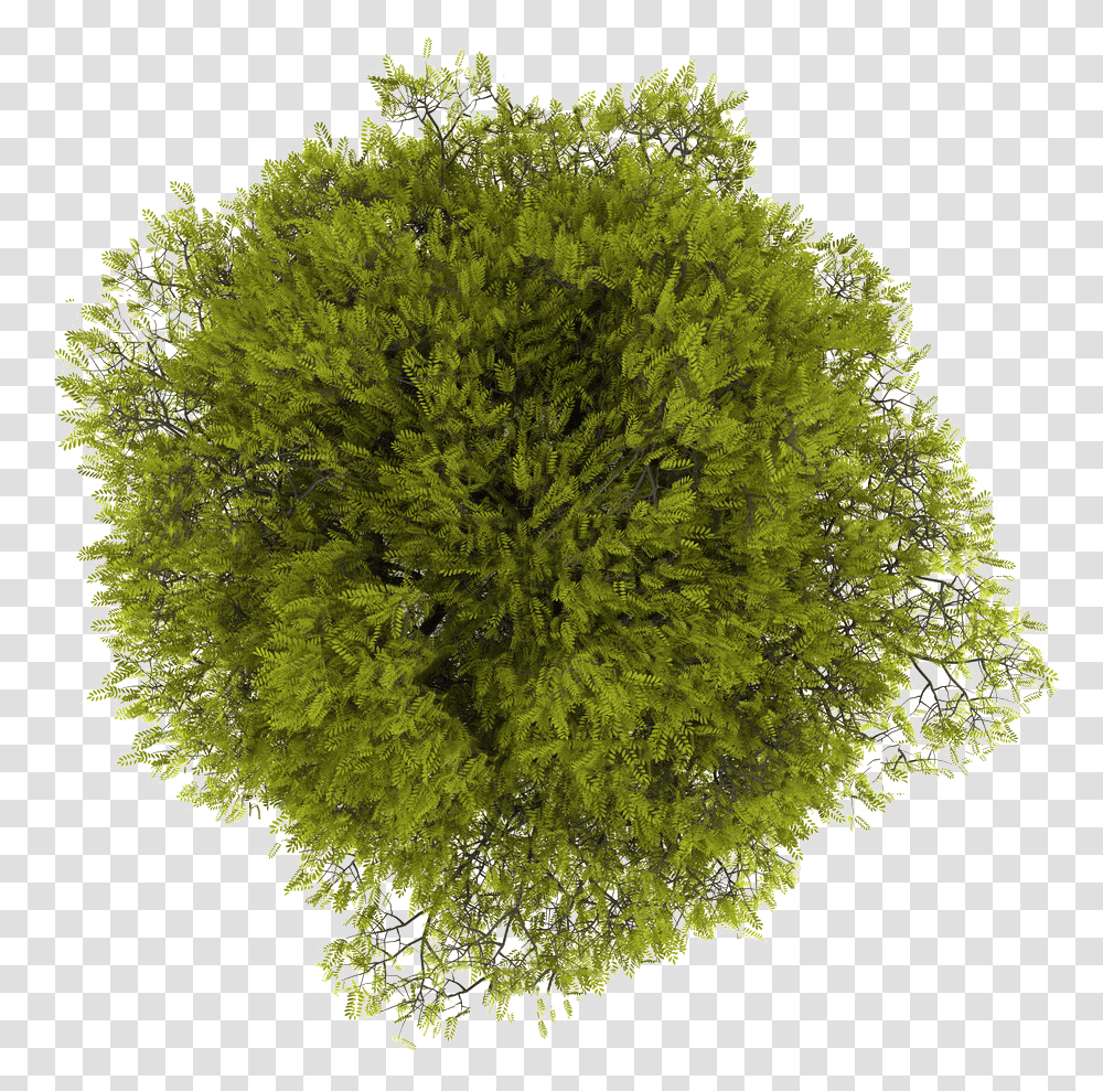 Tree Plan, Moss, Plant, Bush, Vegetation Transparent Png