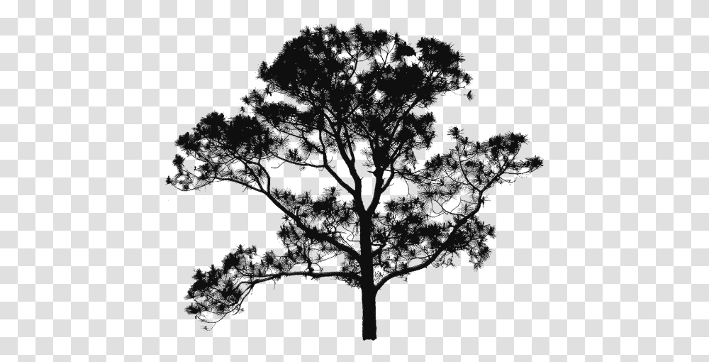 Tree Plan, Nature, Outdoors, Night, Astronomy Transparent Png