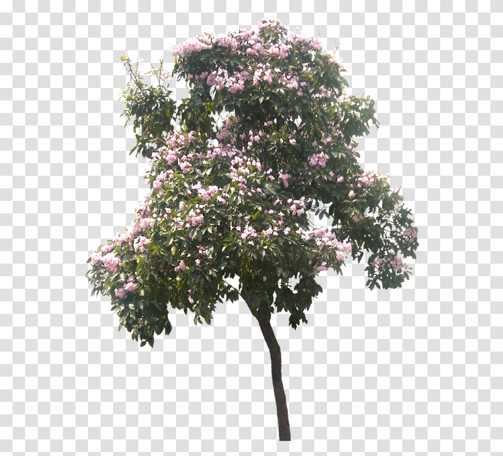 Tree Plan Pin Putichai Sam Tree Cut Out Cambodian Magnolia Tree, Plant, Flower, Potted Plant, Vase Transparent Png
