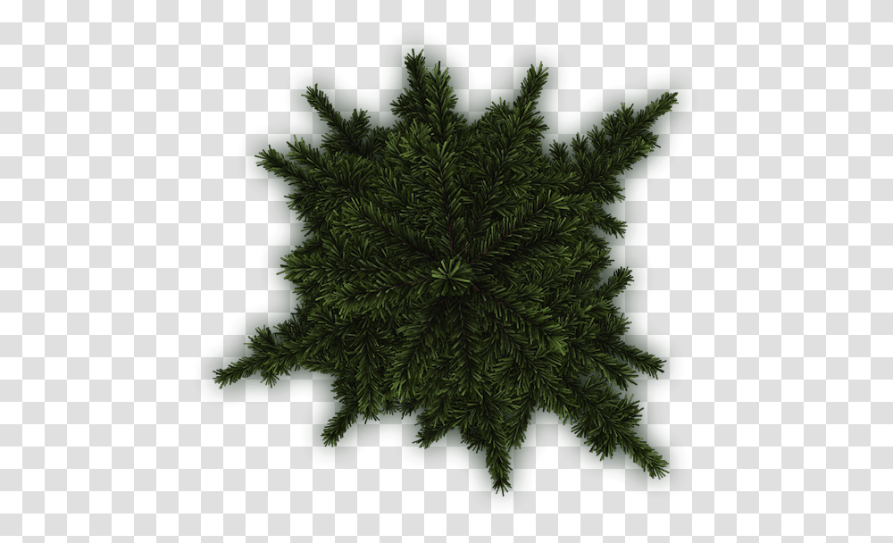 Tree Plan Pine, Plant, Pattern, Ornament, Leaf Transparent Png