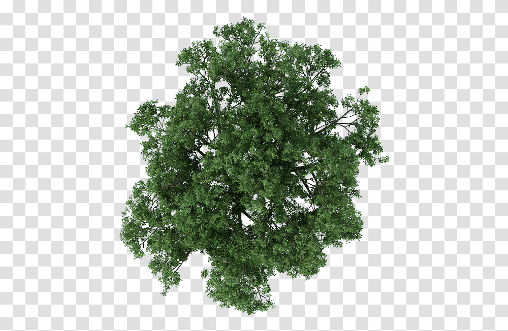 Tree Plan Plan Trees For Photoshop, Plant, Sphere, Moss, Green Transparent Png