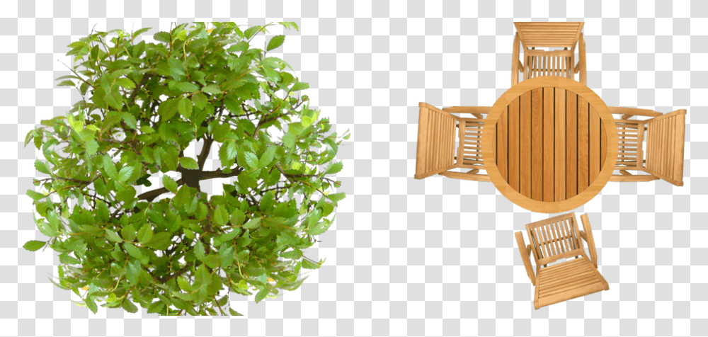Tree Plan View Photoshop Texture Top View Outdoor Furniture, Plant, Vegetation, Potted Plant, Vase Transparent Png