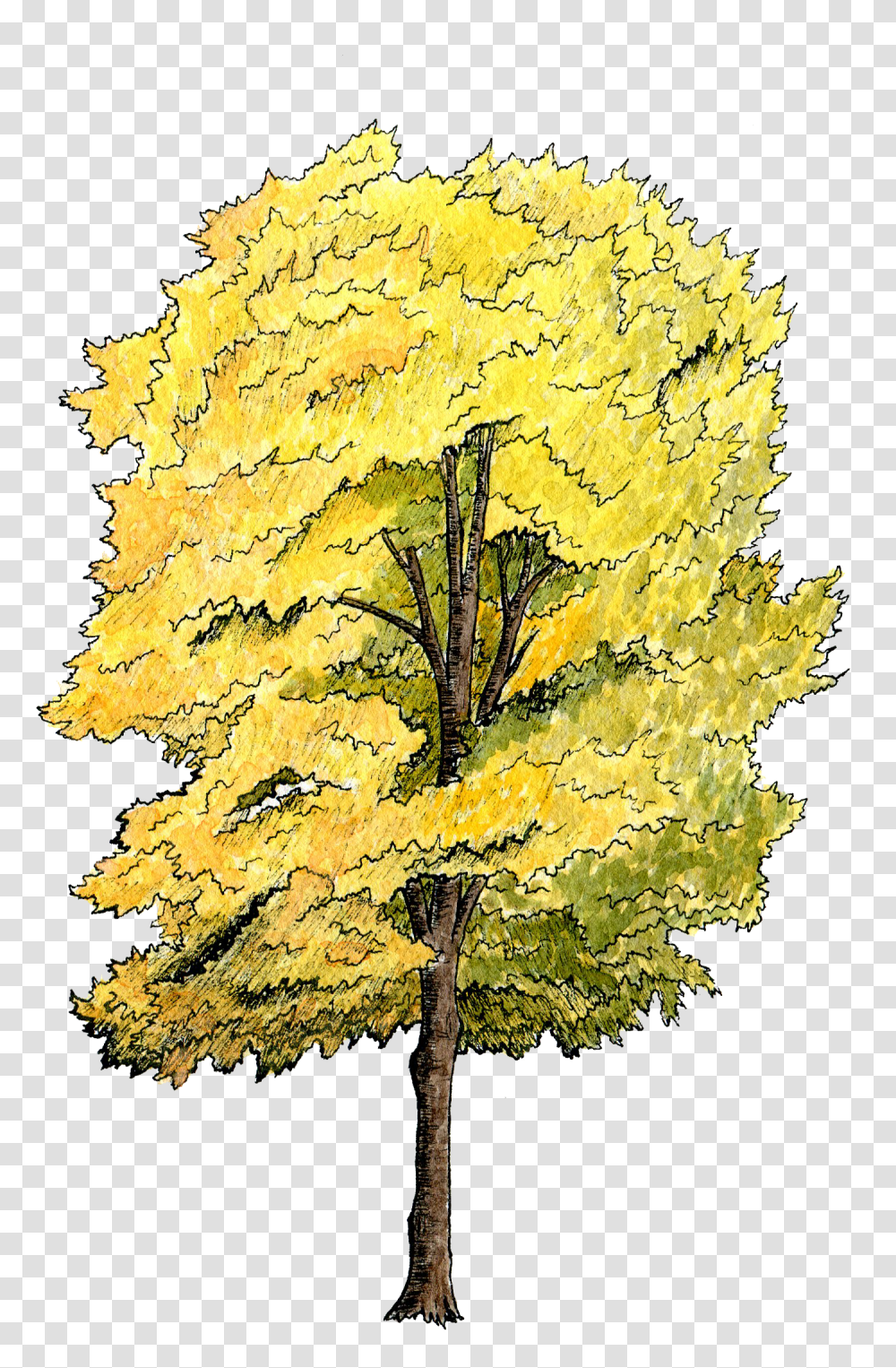 Tree Plan Water Color Image Tree Section, Plant, Maple, Leaf, Tree Trunk Transparent Png