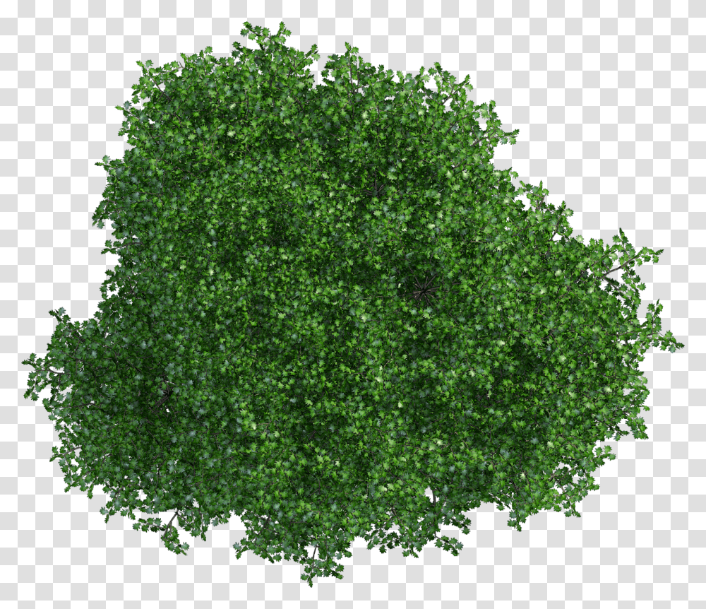 Tree, Plant, Bush, Vegetation, Green Transparent Png