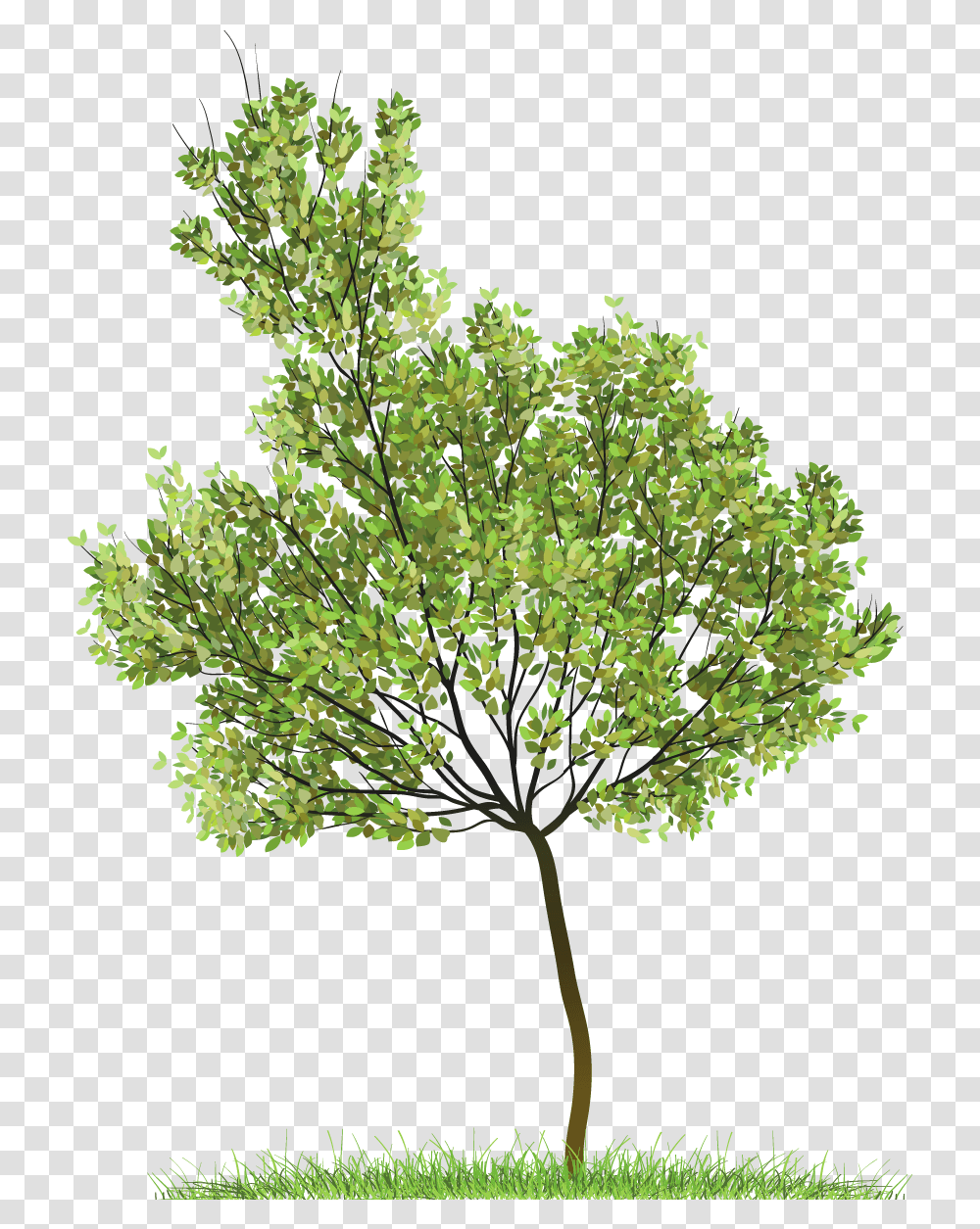 Tree, Plant, Bush, Vegetation, Leaf Transparent Png