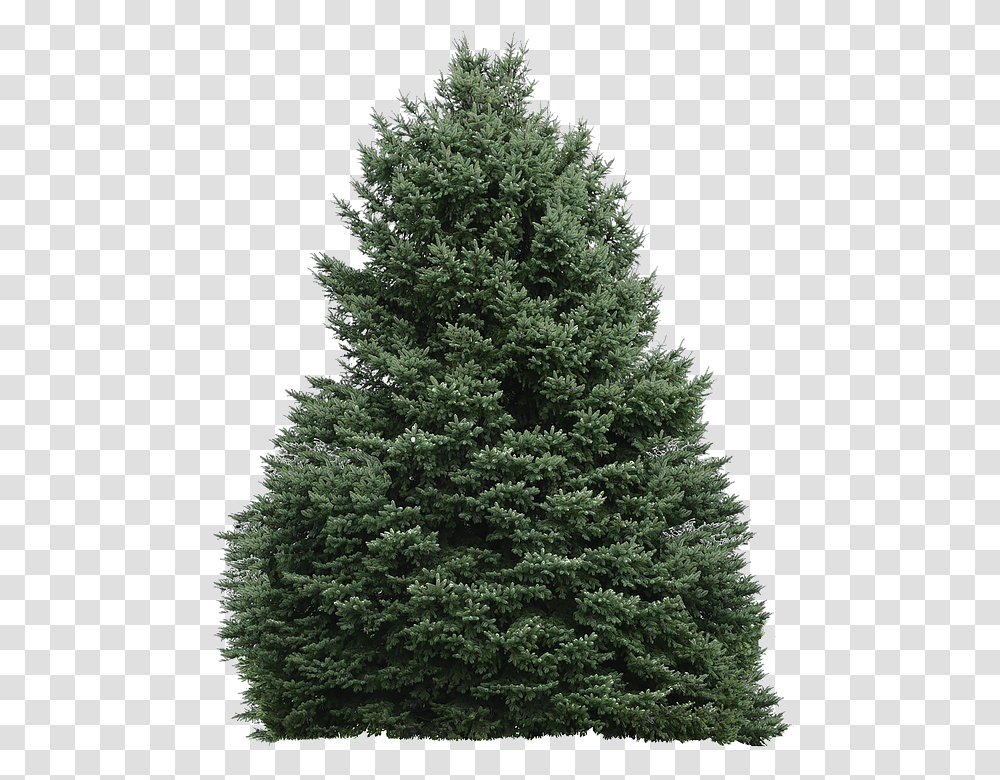Tree, Plant, Christmas Tree, Ornament, Fir Transparent Png