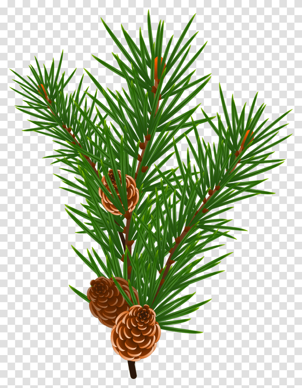 Tree, Plant, Conifer, Fir Transparent Png