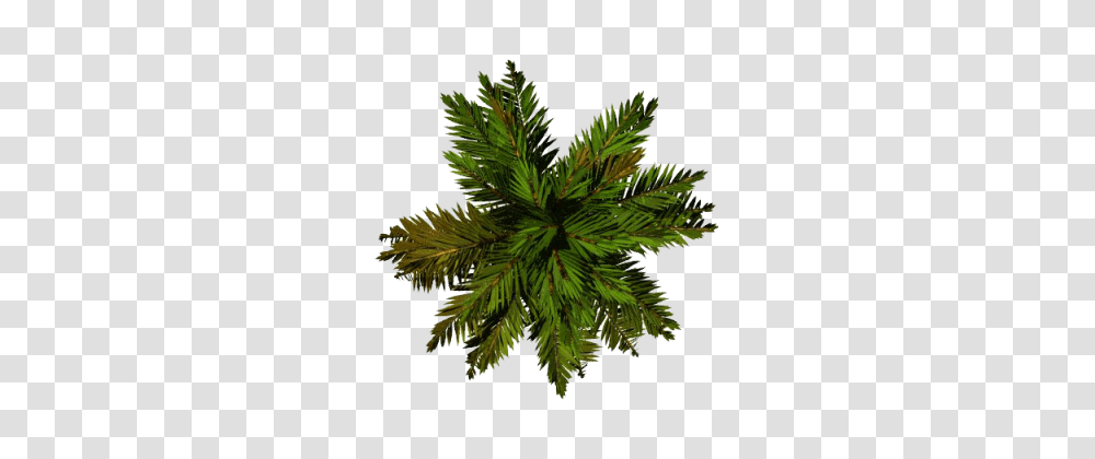 Tree, Plant, Conifer, Leaf, Annonaceae Transparent Png