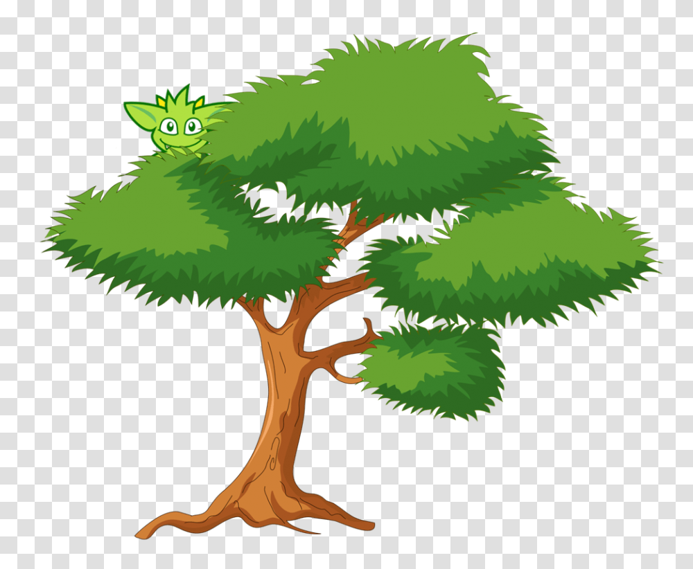 Tree, Plant, Conifer, Leaf Transparent Png