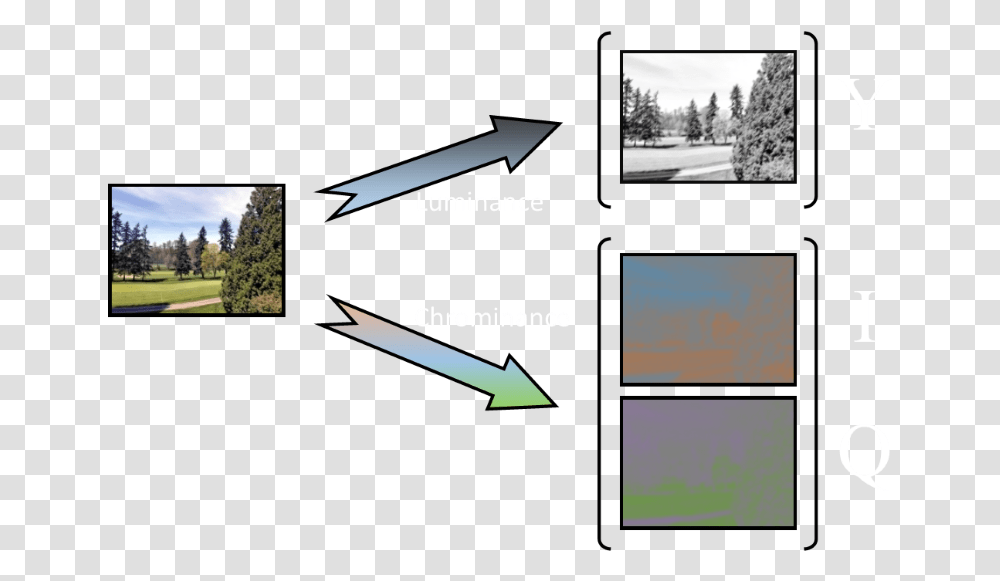 Tree, Plant, Fir, Outdoors, Nature Transparent Png