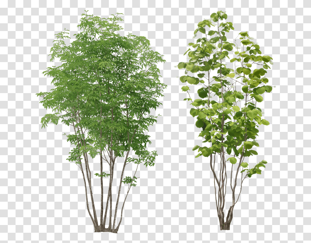 Tree Plant, Jar, Vase, Pottery, Leaf Transparent Png