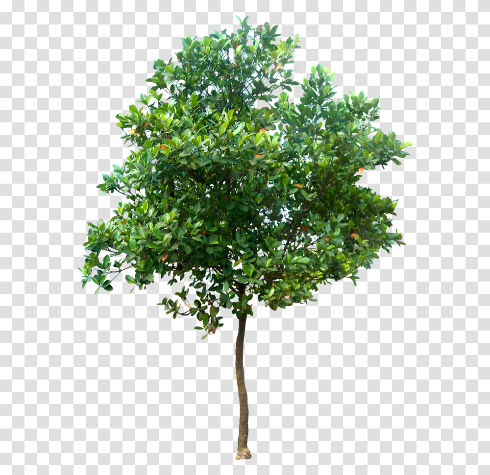 Tree, Plant, Leaf, Potted Plant, Vase Transparent Png