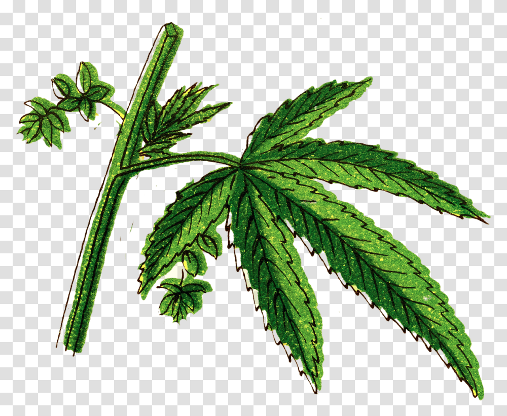 Tree, Plant, Leaf, Weed, Hemp Transparent Png