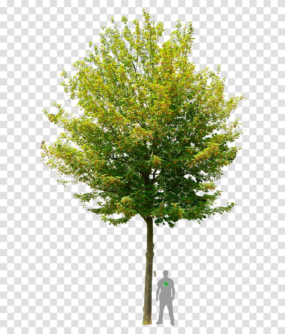 Tree, Plant, Maple, Person, Human Transparent Png