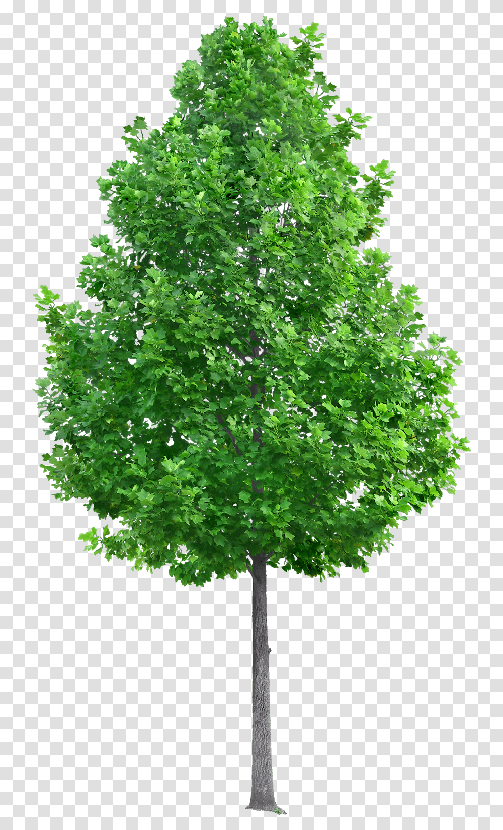 Tree, Plant, Maple Transparent Png