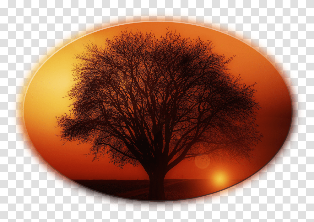 Tree, Plant, Nature, Outdoors, Sky Transparent Png