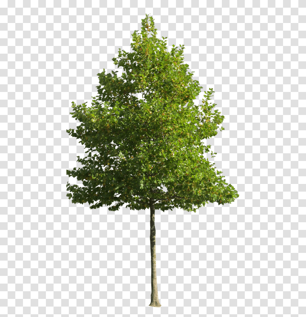 Tree, Plant, Oak, Maple, Sycamore Transparent Png