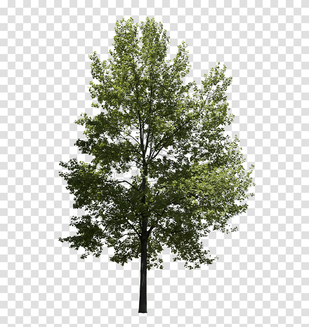 Tree, Plant, Oak, Sycamore, Tree Trunk Transparent Png