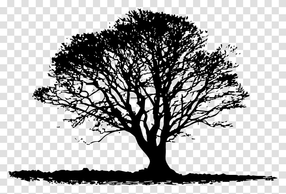 Tree, Plant, Oak, Tree Trunk, Stencil Transparent Png