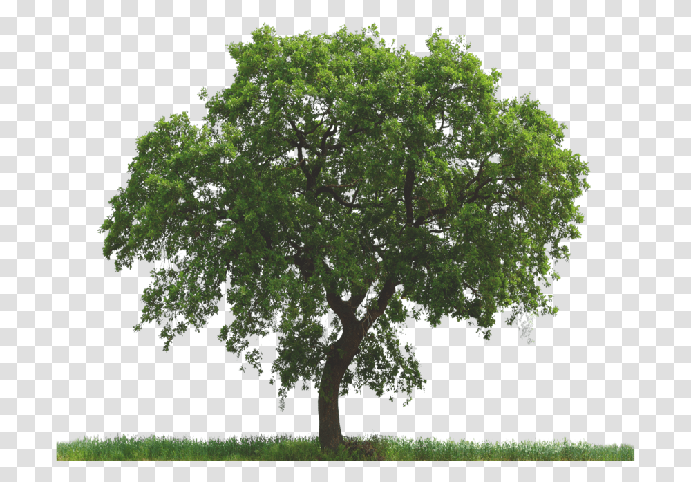Tree, Plant, Oak, Tree Trunk, Sycamore Transparent Png