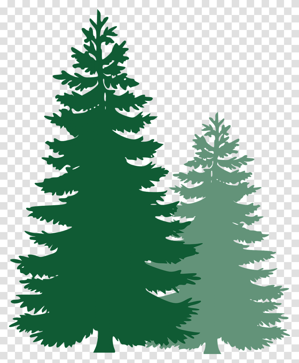 Tree, Plant, Pine, Fir Transparent Png