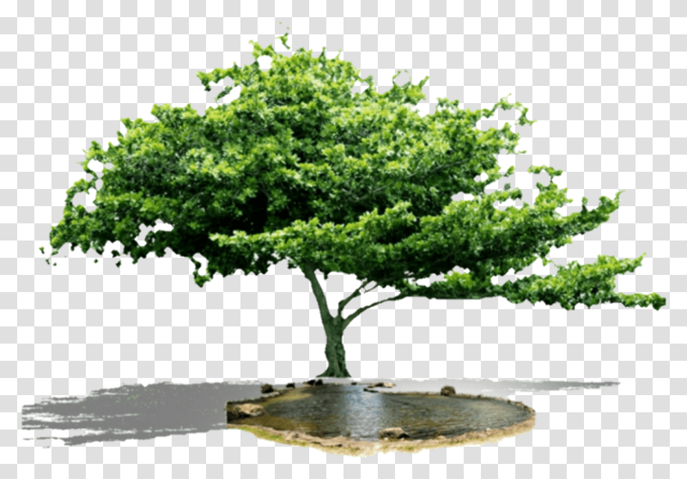 Tree, Plant, Potted Plant, Vase, Jar Transparent Png