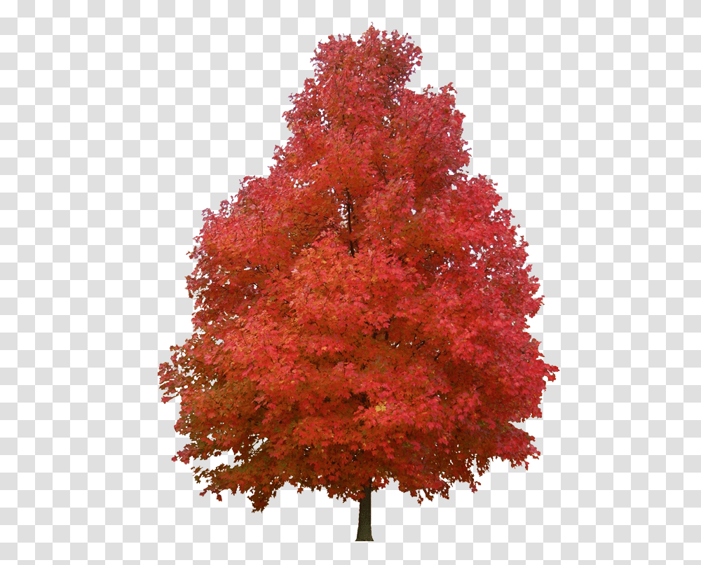 Tree Plant Red Woody Maple Leaf Red Maple Clip Art, Vegetation, Flower, Blossom, Bush Transparent Png