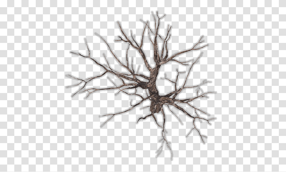 Tree, Plant, Root, Pottery Transparent Png