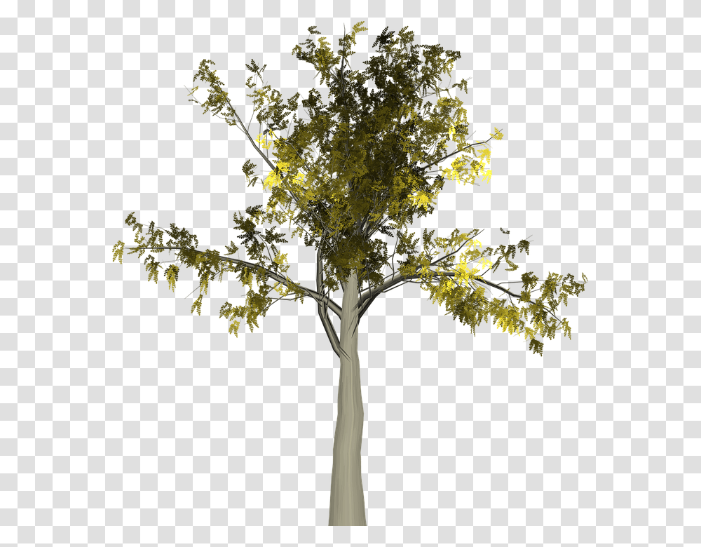 Tree, Plant, Tree Trunk, Cross Transparent Png