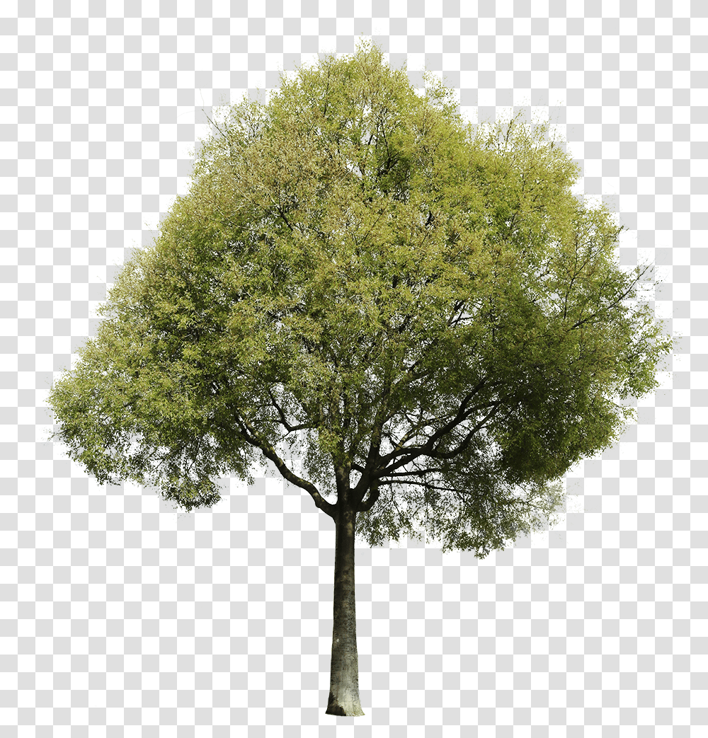 Tree, Plant, Tree Trunk, Maple Transparent Png
