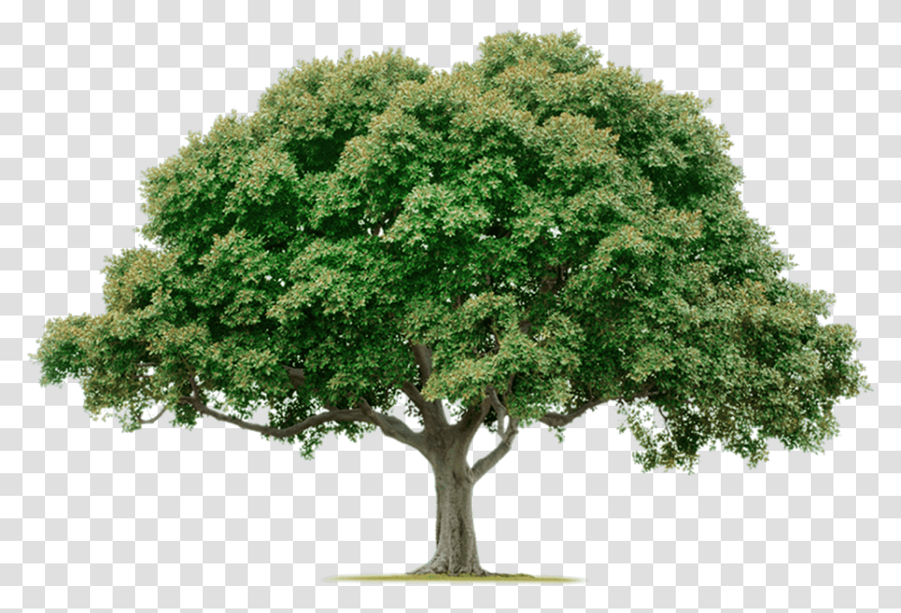 Tree, Plant, Tree Trunk, Oak, Maple Transparent Png
