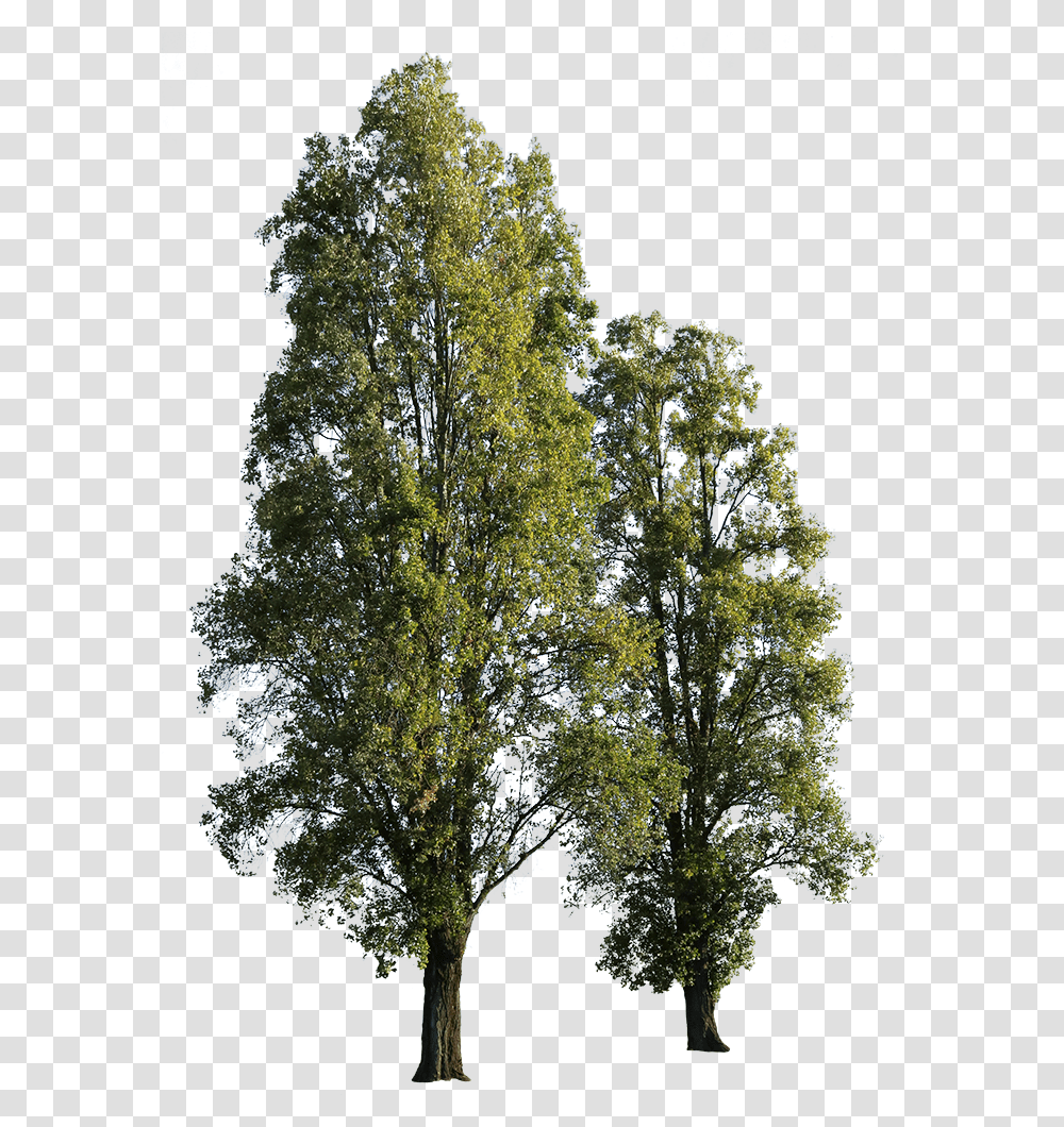 Tree, Plant, Tree Trunk, Vegetation, Outdoors Transparent Png